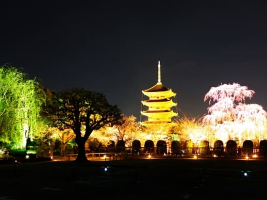 観光タクシー 夜桜めぐり 東寺の夜桜ライトアップと高台寺or圓徳院 3 28 4 12 夕食付 京都市 By ヤサカ観光 京都の観光 遊び 体験 レジャー専門予約サイト Veltra ベルトラ