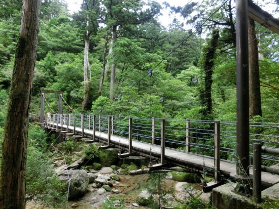 ヤクスギランド 半日トレッキングツアー 体力に自信のない方も安心のコース ＜お弁当付き＞ by Go!Yakushima