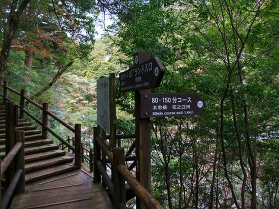 ヤクスギランド 半日トレッキングツアー 体力に自信のない方も安心のコース ＜お弁当付き＞ by Go!Yakushima