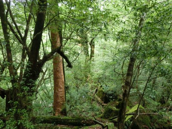 ヤクスギランド 半日トレッキングツアー 体力に自信のない方も安心のコース ＜お弁当付き＞ by Go!Yakushima