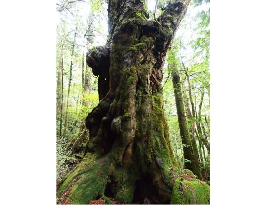 ヤクスギランド 半日トレッキングツアー 体力に自信のない方も安心のコース ＜お弁当付き＞ by Go!Yakushima