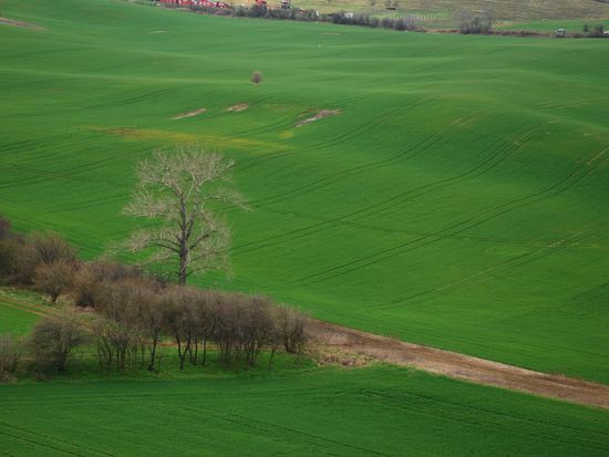 モラヴィア大草原（春）(6)