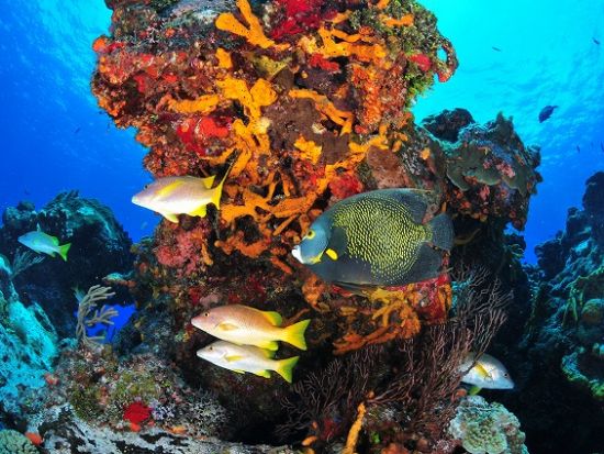 ファンダイビング カンクン発日帰り ダイバー憧れのコスメル島 豊富なカリブ海固有種と世界屈指の透明度＜貸切／ボート／2ダイブ／水中写真プレゼント＞