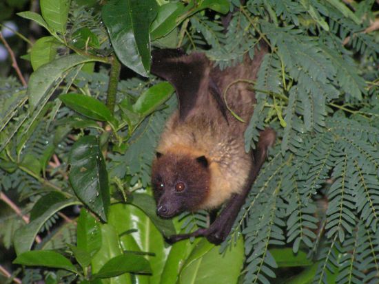 星空観賞＆ナイトサファリ　星降る夜にホタル・オオコウモリ・ヤシガニと出会うツアー ＜当日予約OK／市街地ホテル送迎可＞