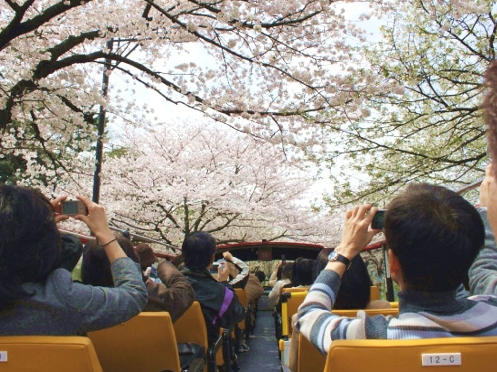 cherry blossom tour tokyo