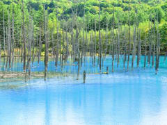 The Blue Pond of Biei, with trees reflecting