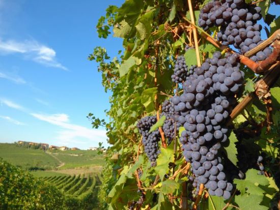 トスカーナ満喫1日ツアー　チェルタルド＆モンテリッジョーニ　中世の村散策と本格料理教室で絶品ランチ＜ワイン試飲付き／フィレンツェ発＞