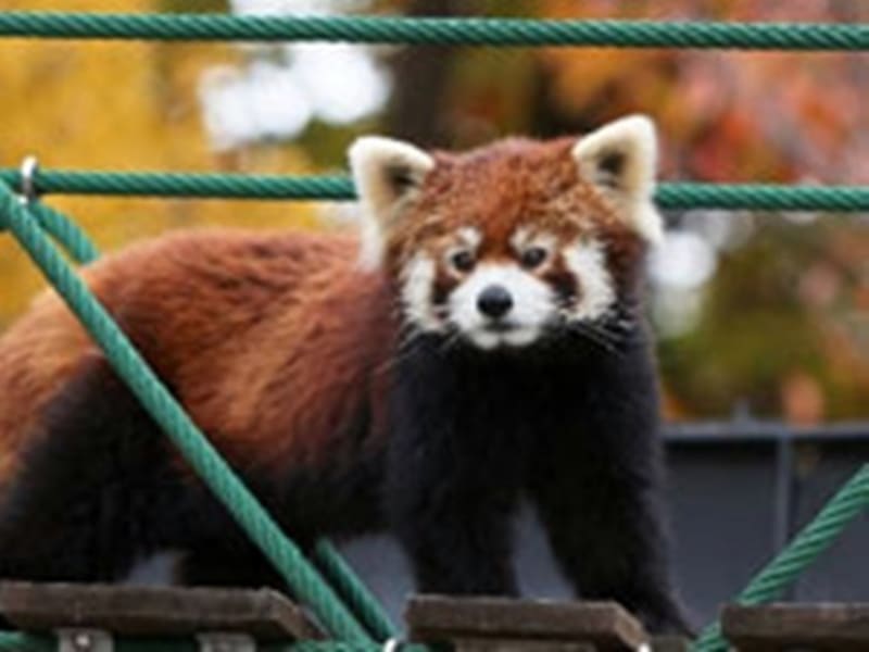 札幌発 旭山動物園直行 観光バスツアー ブッフェランチ付プランも 10 11月 富良野 美瑛 旭川の観光 遊び 体験 レジャー専門予約サイト Veltra ベルトラ