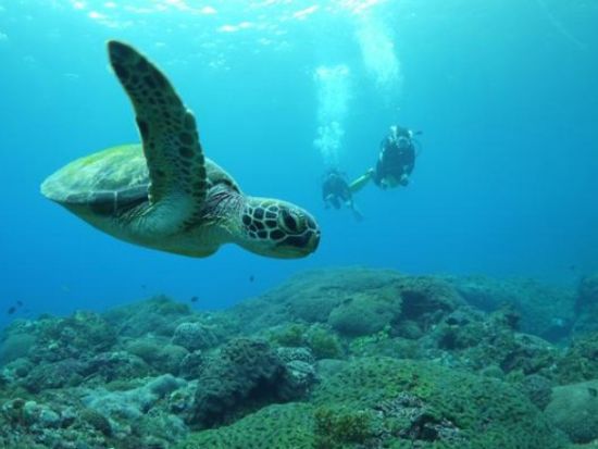 体験ダイビングツアー　ウミガメに会えるかも！水中カメラの無料レンタルあり＜ビーチエントリー／1ダイブ＞ by 屋久島ガイドクラブ