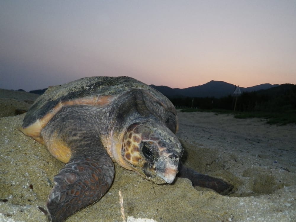 ウミガメの産卵を見学ナイトツアー 5 7月 By 屋久島道の駅観光 屋久島の観光 オプショナルツアー専門 Veltra ベルトラ