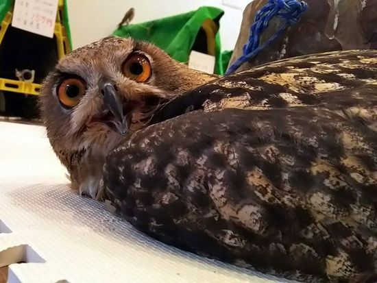 ふくろうカフェ 写真撮影付き メディア出演多数のフクロウも在籍するカフェで癒しのひととき 午後 横浜 By ふくろうカフェ福来楼 横浜 みなとみらいの観光 遊び 体験 レジャー専門予約サイト Veltra ベルトラ ふくろうカフェ 写真撮影付き メディア出演多数のフクロウも在籍するカフェで癒しのひととき 午後 横浜 By ふくろうカフェ福来楼 横浜 みなとみらいの観光 遊び 体験 レジャー専門予約サイト Veltra ベルトラ