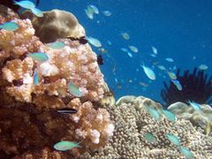 DiveSites-Sanur-02