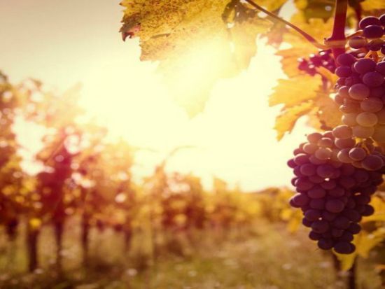 ペリェシャツ半島ワイナリー3か所めぐり＋ストン 1日観光ツアー＜4～10月／英語／ドブロヴニク発＞