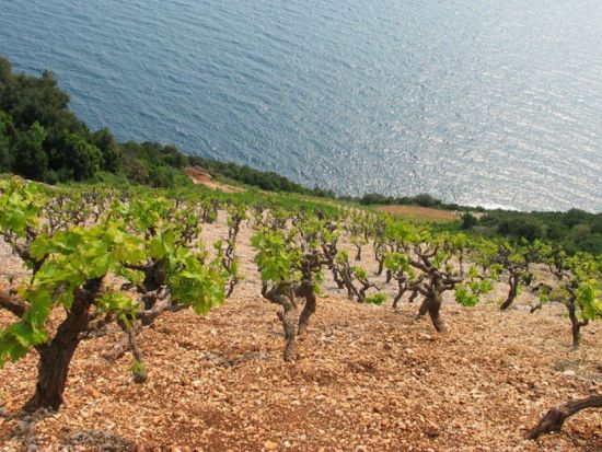 ペリェシャツ半島ワイナリー3か所めぐり＋ストン 1日観光ツアー＜4～10月／英語／ドブロヴニク発＞