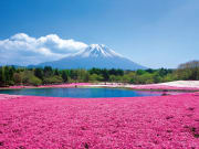 Mt. Fuji and shibazakura flowers