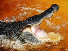 USA_Florida_Miami_Everglades alligator