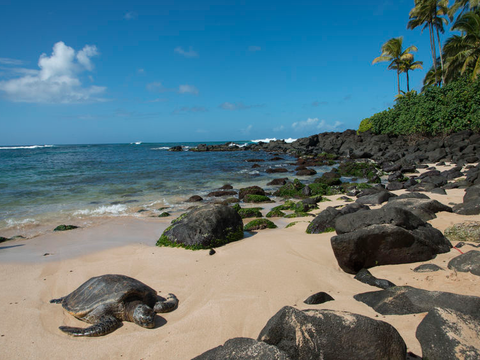 Laniakea Beach North S Sights Tours Oahu Laniakea Beach North S Sights