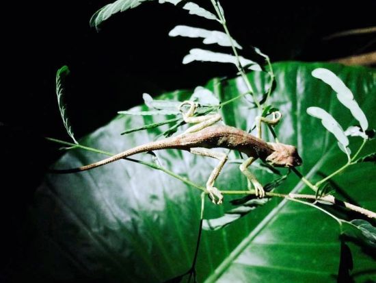 ネイチャーツアー　うぷきの森で季節の動植物に出会う探検！＜朝・午前／宮古島＞