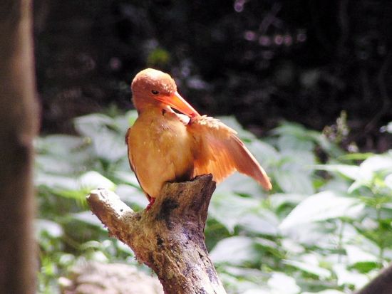 ネイチャーツアー　うぷきの森で季節の動植物に出会う探検！＜朝・午前／宮古島＞