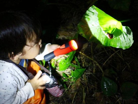 ネイチャーナイトツアー　夜のうぷきの森で季節の動植物に出会う探検！＜18:00または19:00／宮古島＞