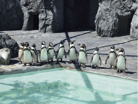札幌発 日帰りバスツアー 旭山動物園＋青い池＋ファーム富田etc. 昼食は旭山動物園での自由食＜5～6月／1名から催行／札幌市内発着＞