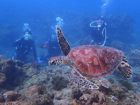 体験ダイビング 憧れのウミガメに会いたい！様々な魚たちが泳ぐ豊かな屋久島の海を覗いてみよう！3つのダイビング体験コースから選択　by 屋久島自然案内