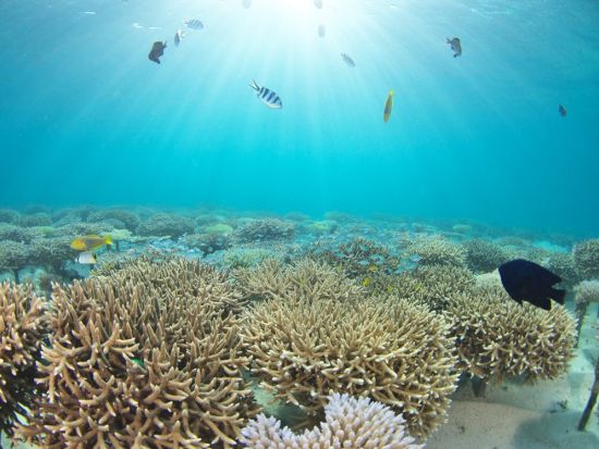 体験ダイビング 色鮮やかなサンゴ礁が広がる万座ビーチでダイビング －eランニングで事前学習－＜1ダイブ／13～64歳／約90分／グリーンフィンズ認定店／恩納村＞