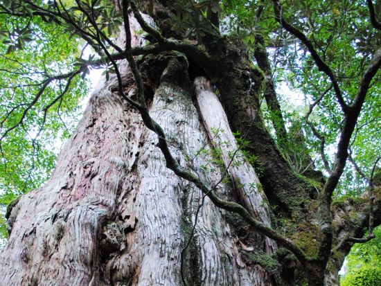 屋久島周遊 1日観光バスツアー 「やくざる号」でレンタカーよりお得にぐるり島巡り とびうお料理の昼食付き 1名参加可能 by  屋久島ツアーオペレーションズ