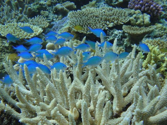 水納島ボートシュノーケリング 冬季限定！夏よりも透き通った綺麗な海を大満喫！4KカメラGoPro撮影データ 無料ダウンロード付き＜11～3月／本部町発＞