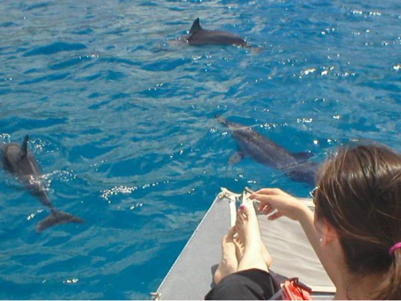 Dolphin Watching Cruises (Fun Boat Tours & Charters), Oahu tours