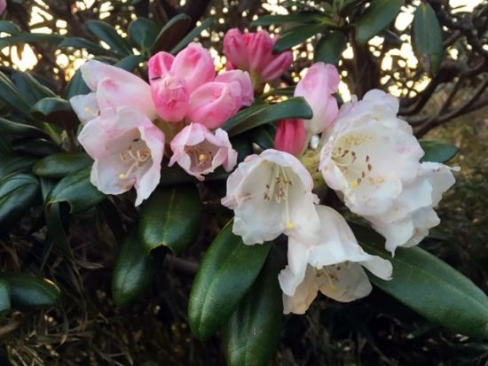 【貸切】黒味岳トレッキングツアー 山頂から見る360度のパノラマ絶景を堪能！レンタル装備5点セット付きプランあり　by 屋久島ガイドツアー