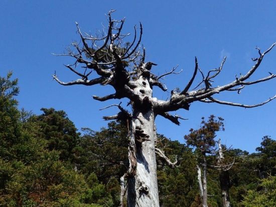 【貸切】黒味岳トレッキングツアー 山頂から見る360度のパノラマ絶景を堪能！レンタル装備5点セット付きプランあり　by 屋久島ガイドツアー
