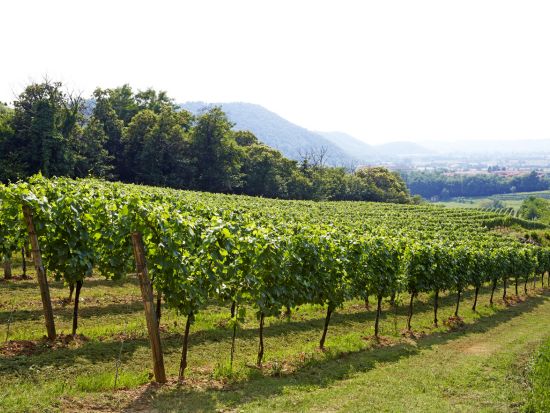 イゼオ湖畔＆モンテイゾラ島1日観光ツアー　日本語アシスタントと専用車で行く！アグリツーリズモでの昼食と本場フランチャコルタ試飲付＜貸切／ミラノ発＞by[みゅう]