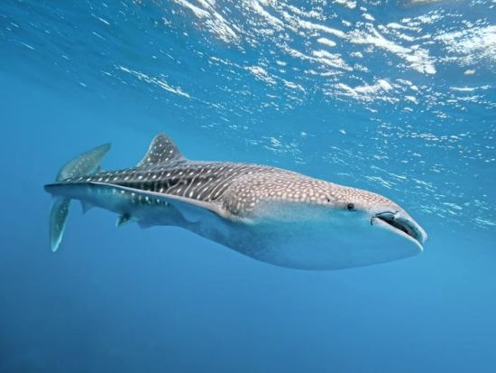 ジンベエザメシュノーケリング　ジンベエザメと一緒に泳ごう！青の洞窟シュノーケリングセットプランあり＜恩納村・読谷村発＞by あいる・ぷまんどぅ