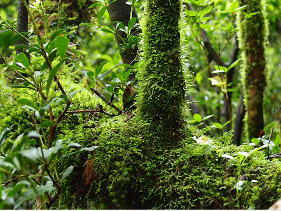 屋久島の天然水と香りで和のアロマスプレー作り 屋久島でしか採れない香りで癒しとリラックスを♪　by 島のかおりラボ やわら香