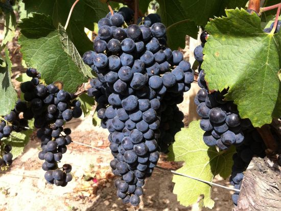 ボルドー　メドック・ワイン街道4つのエリア巡り（マルゴー、サンジュリアン、ポヤック、サンテステフ）＜試飲付／日本語ガイド／ボルドー発着＞