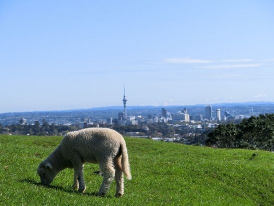 オークランド半日観光 オークランドの見どころを効率よく巡る半日ツアー！＜日本語ガイド／午前・午後／オークランド発＞