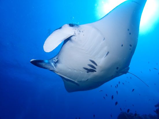 慶良間ファンダイビング　1ガイドにつき4名までの少人数制だから安心のサポート　高画質の水中写真無料＜半日・1日／2～3ダイブ／空港・那覇市内送迎無料＞