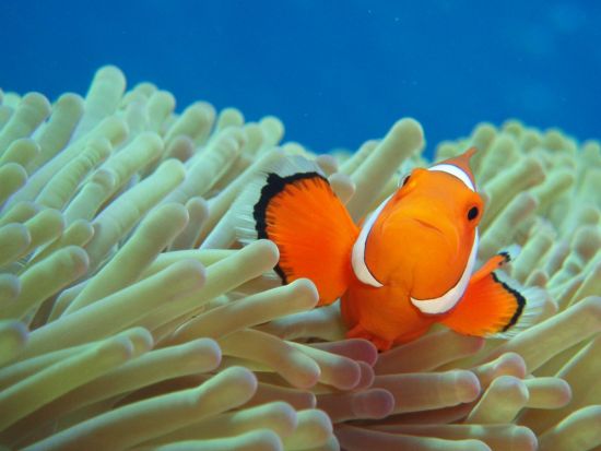 慶良間体験ダイビング＋シュノーケリング　2名までの少人数制でケラマブルーが美しい3ポイントへ　高画質の水中写真無料＜1日／1～2ダイブ／那覇市内送迎無料＞