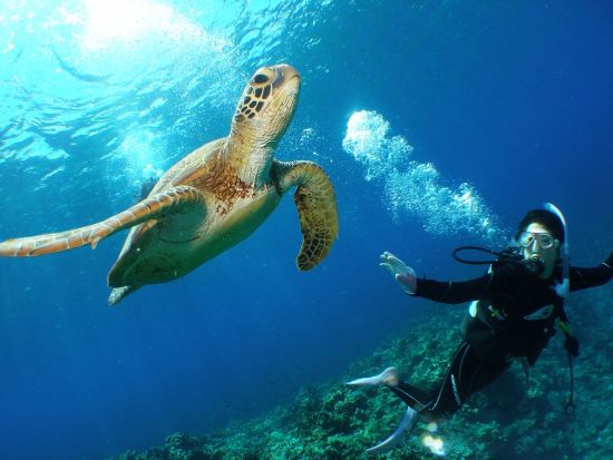 慶良間体験ダイビング＋シュノーケリング　2名までの少人数制でケラマブルーが美しい3ポイントへ　高画質の水中写真無料＜1日／1～2ダイブ／那覇市内送迎無料＞