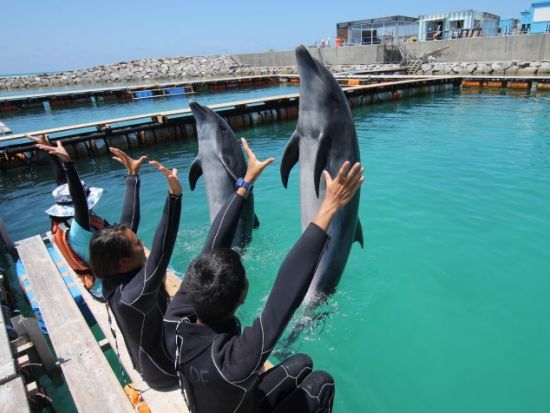 イルカと遊ぼう！イルカふれあい体験＆ドルフィンスイム体験 ＜0歳から参加OK／1時間半～／石垣島＞by ドルフィンファンタジー