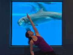 Yoga_Dolphin