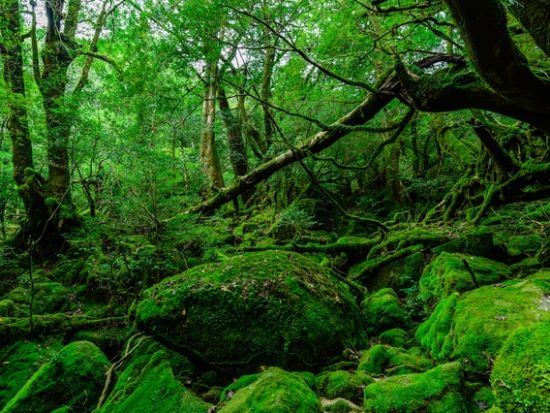 白谷雲水峡半日（苔むす森まで）トレッキングツアー  by 屋久島ツアーオペレーションズ