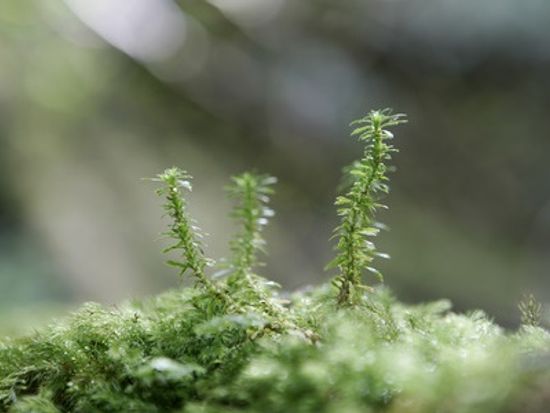 白谷(123RF) - コピー