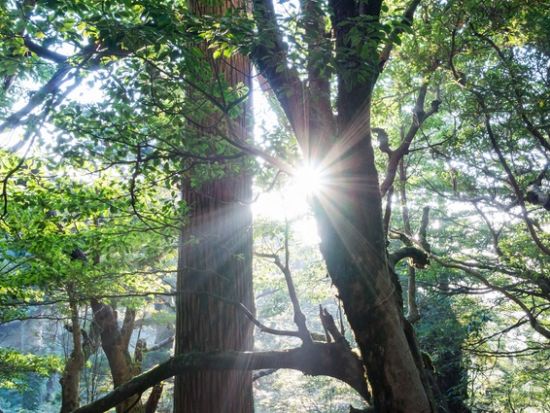 白谷雲水峡1日（太鼓岩まで）トレッキングツアー 登山グッズレンタルセットプランあり 昼食用のお弁当事前申込可能  by 屋久島ツアーオペレーションズ