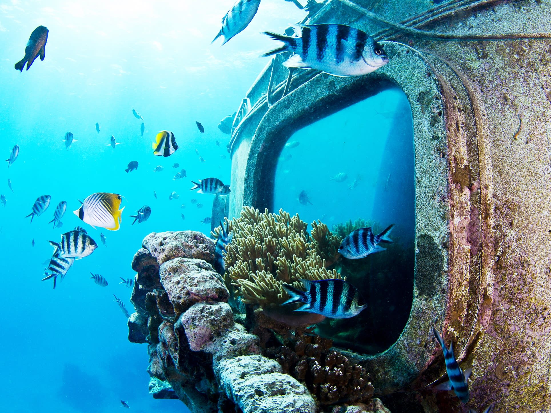 金具付タペストリーE36 海底 水族館 海 ダイビング 魚 撮影背景 壁掛け