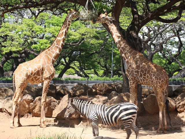 ダイヤモンドヘッド日の出ハイキング＋ホノルル動物園ツアー カハラ