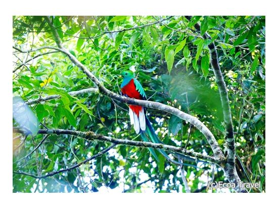 野鳥の楽園コスタリカ！バードウォッチャーの聖地サンヘラルド・デ・ドタ(またはセロ・デ・ラムエルテ)観光1泊2日宿泊付きツアー＜英語ガイド／サンホセ発＞