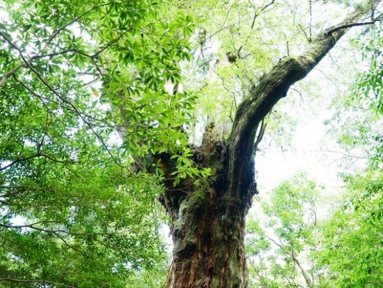 白谷雲水峡半日（苔むす森まで）トレッキングツアー  by 屋久島ツアーオペレーションズ