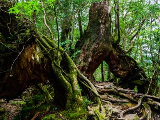 くぐり杉(plfree)